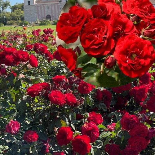 Rosa 'Europeana' - Roos 'Europeana' C4/4L